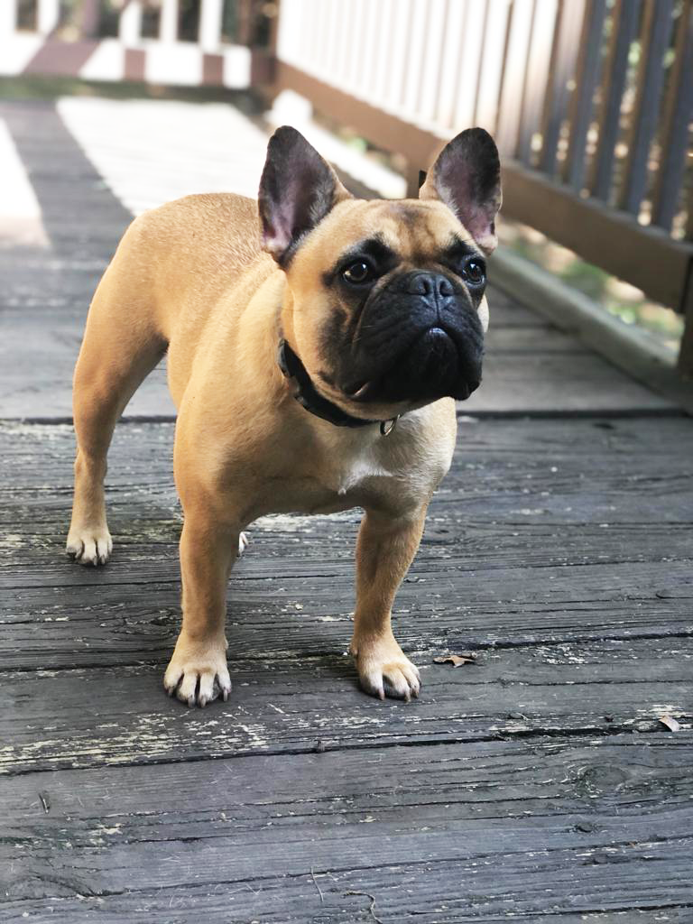 Mia photo 5, French Bulldog, Frenchie Nation