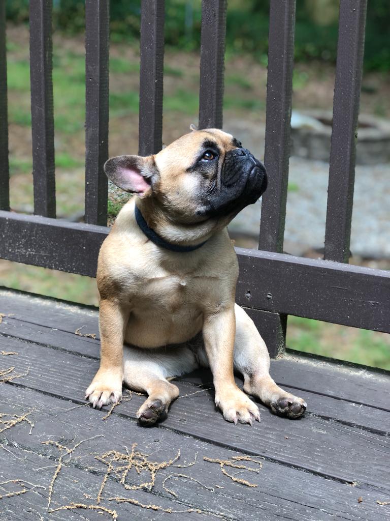 Mia photo 1, French Bulldog, Frenchie Nation