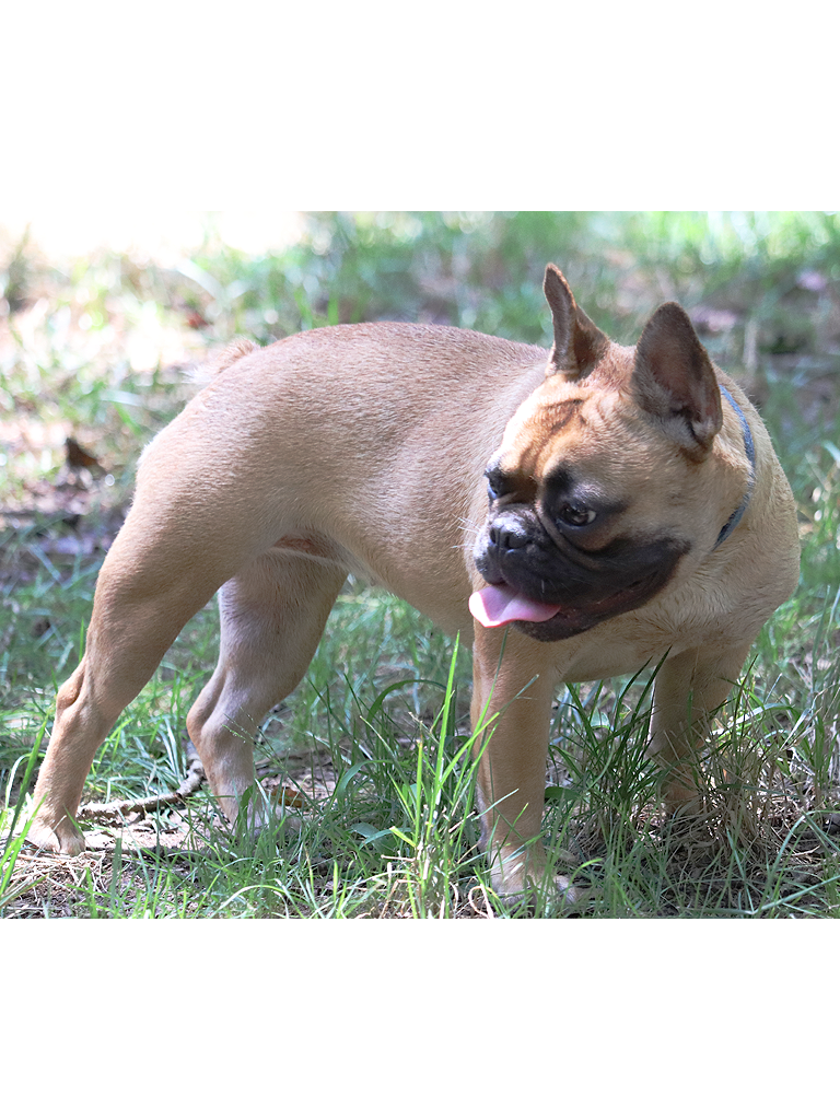 Mia photo 6, French Bulldog, Frenchie Nation