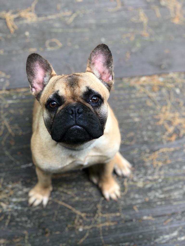 Mia photo 2, French Bulldog, Frenchie Nation