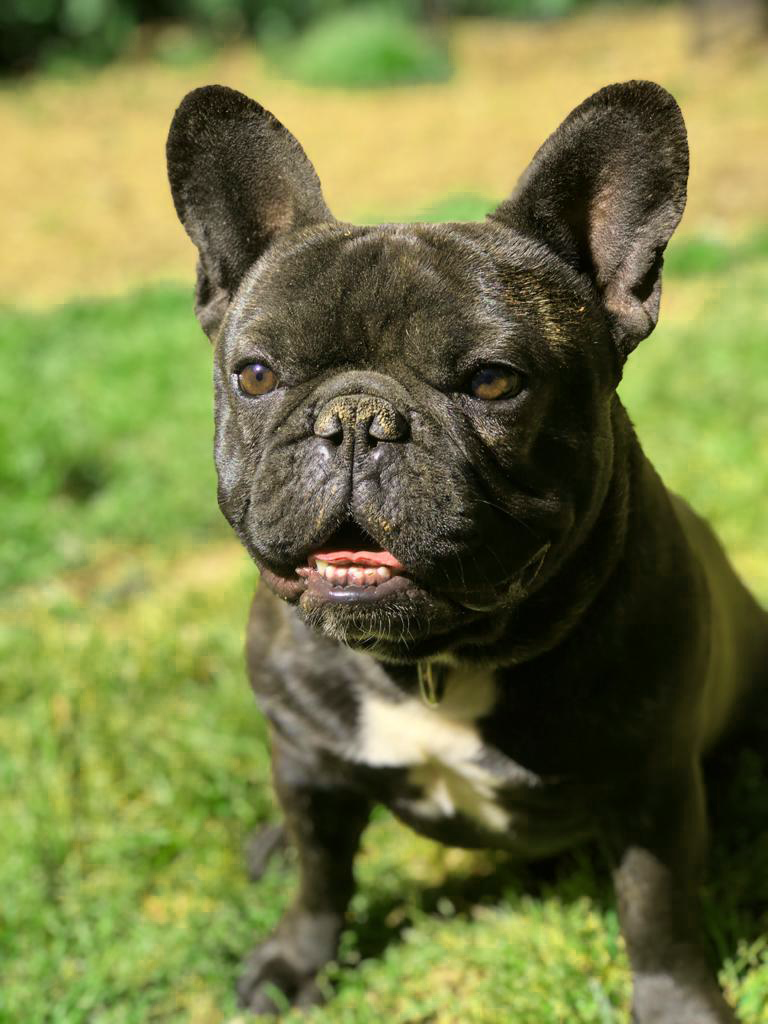 Mylo photo 3, French Bulldog, Frenchie Nation