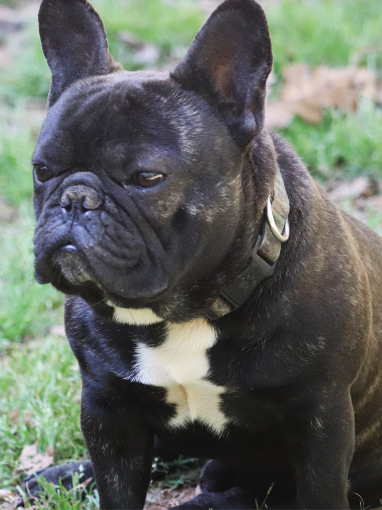 Mylo photo 2, French Bulldog, Frenchie Nation