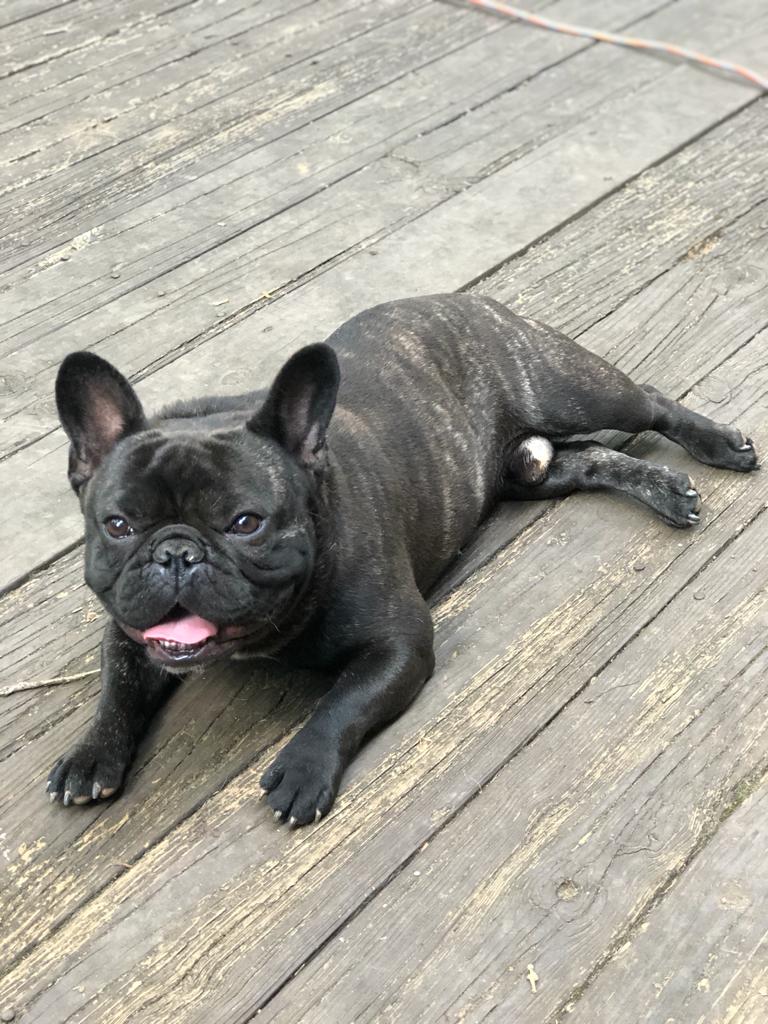 Mylo photo 4, French Bulldog, Frenchie Nation