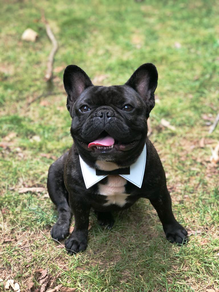 Mylo photo 5, French Bulldog, Frenchie Nation