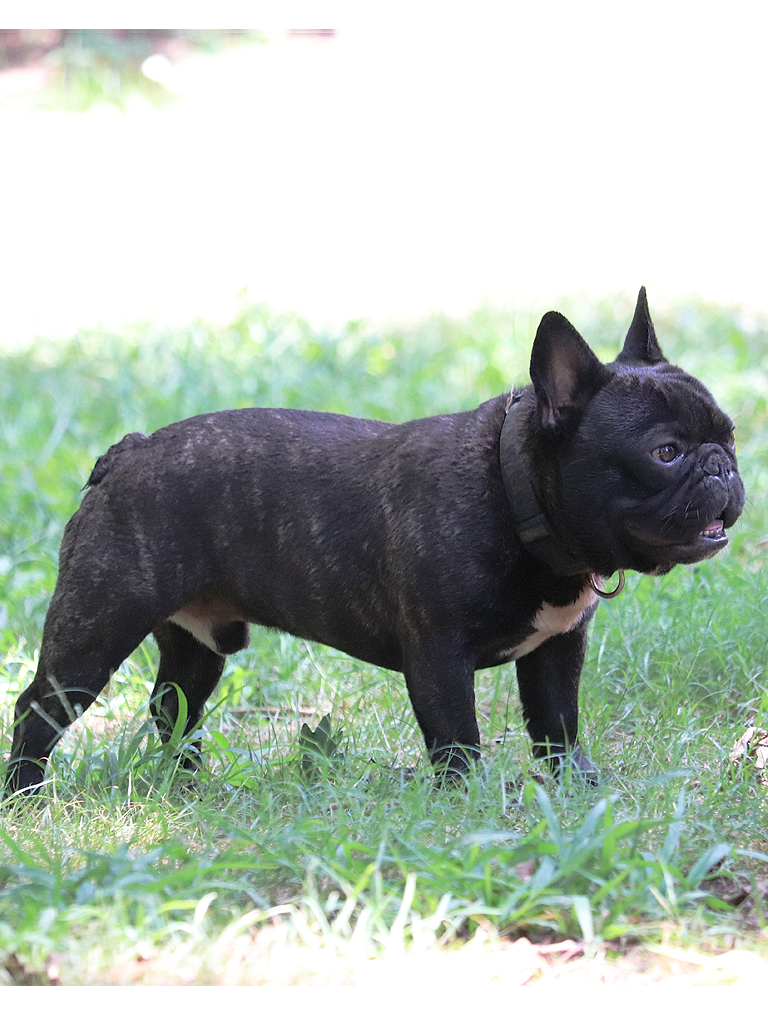 Mylo photo 6, French Bulldog, Frenchie Nation