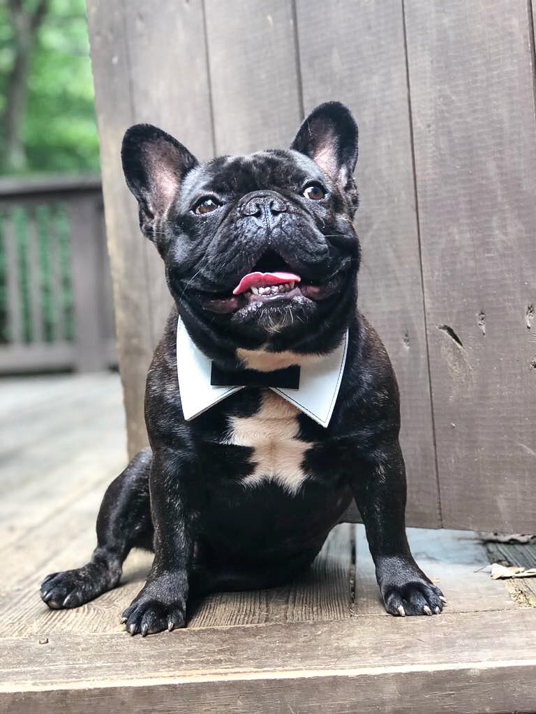 Mylo main, French Bulldog, Frenchie Nation