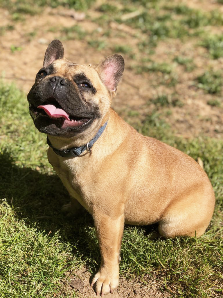 Mia, French Bulldog, Frenchie Nation image