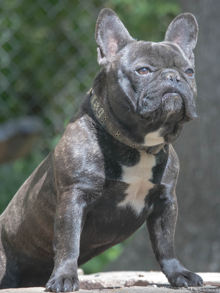 Mylo, French Bulldog, Frenchie Nation image