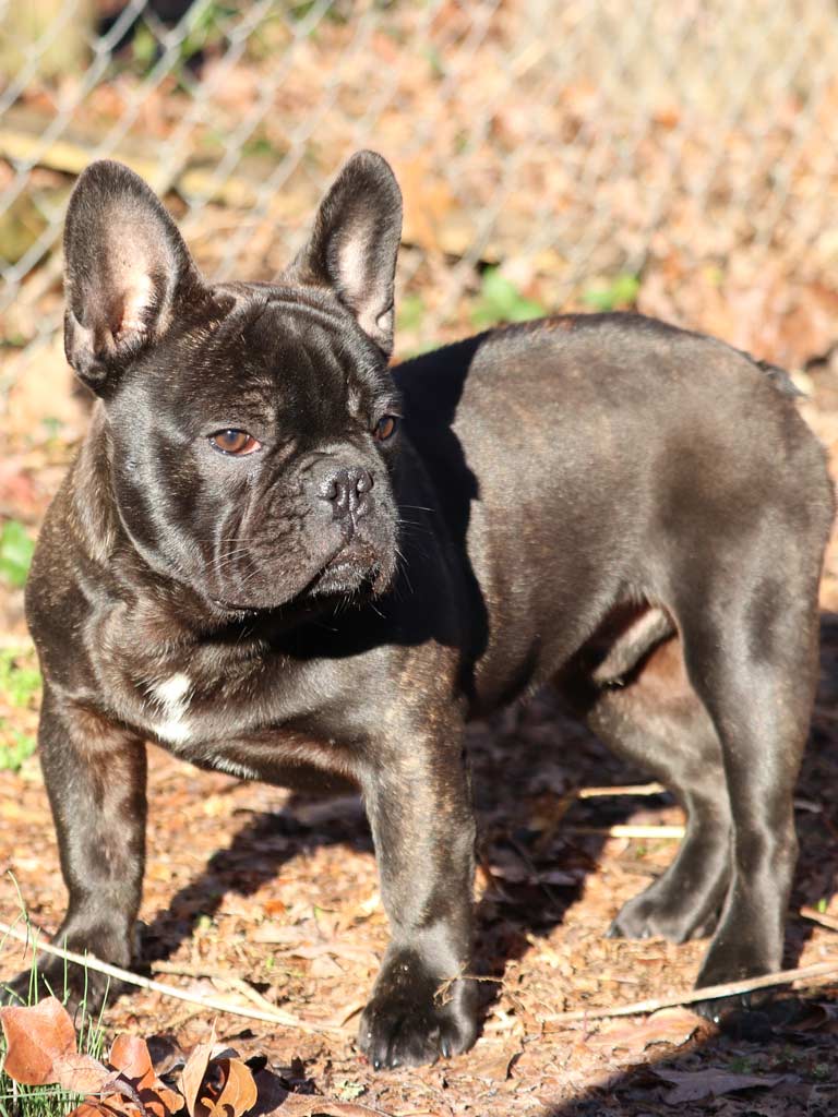 Kai, French Bulldog, Frenchie Nation image