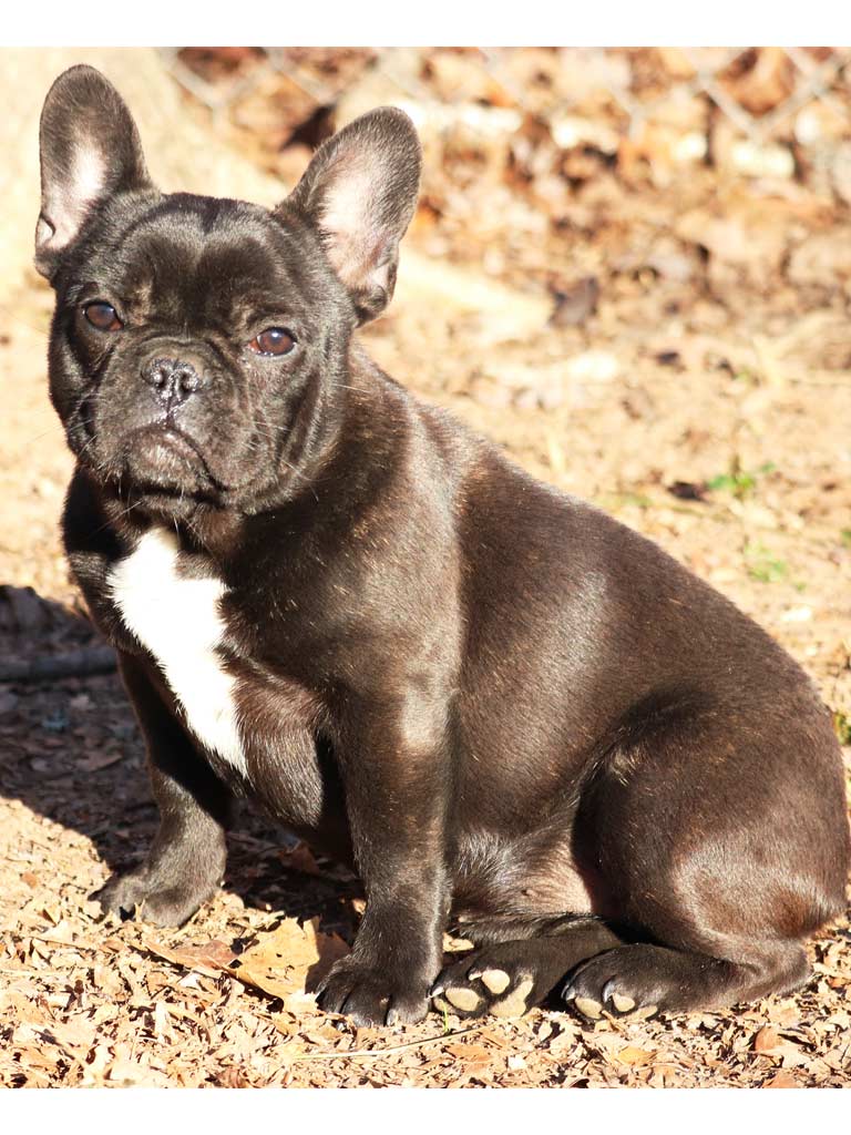 Kona, French Bulldog, Frenchie Nation image