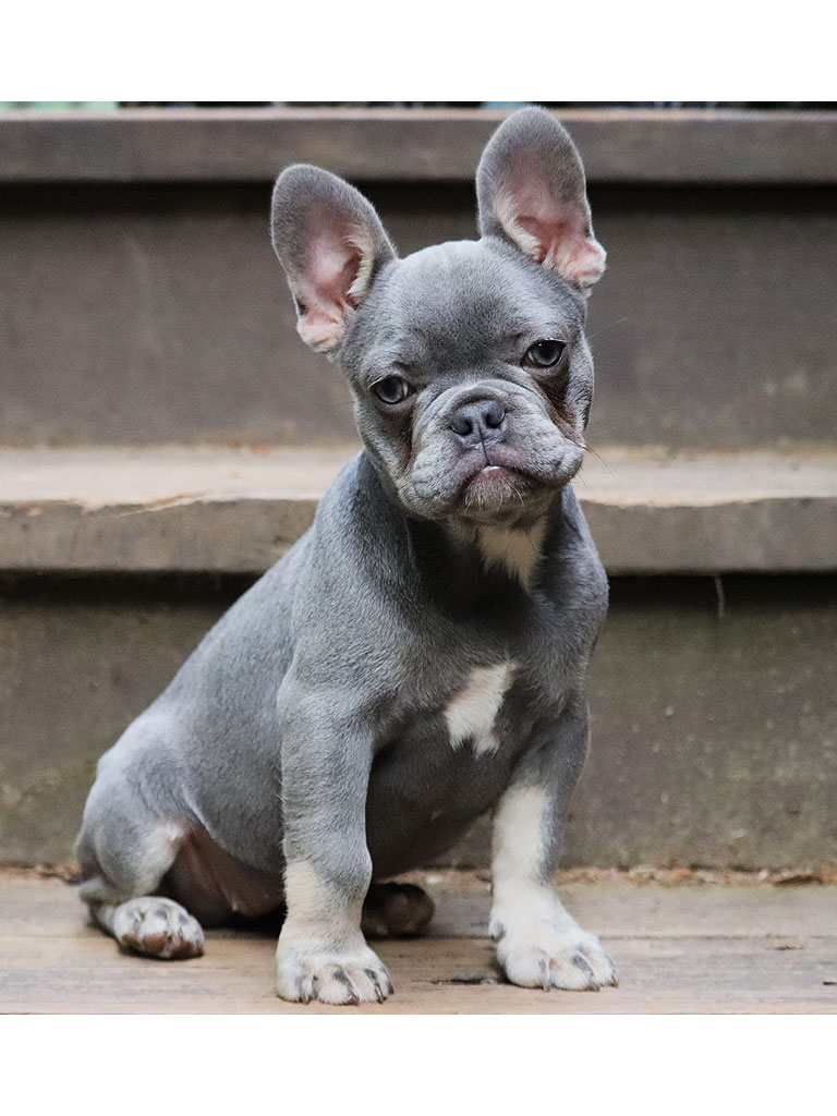 Blue Frenchie Nation , Bulldog Francés