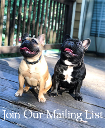 Join our mailing list for updates on upcoming French Bulldog litters