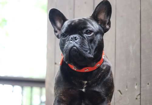 Mia photo 5, French Bulldog, Frenchie Nation